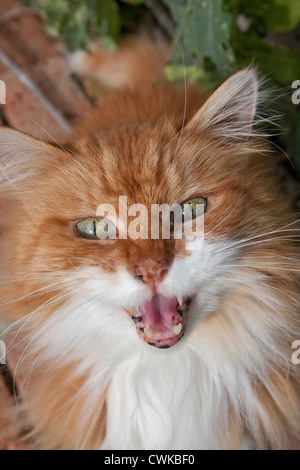 ginger cat meowing Stock Photo