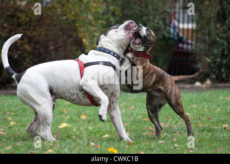 two dogs socialising in park Stock Photo