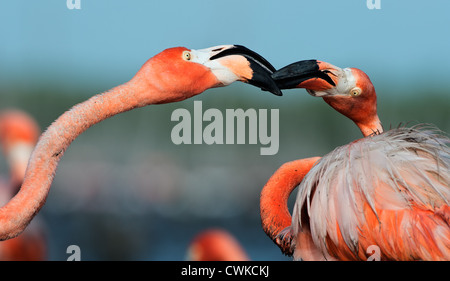 Fighting Caribbean Flamingo (Phoenicopterus ruber) Stock Photo