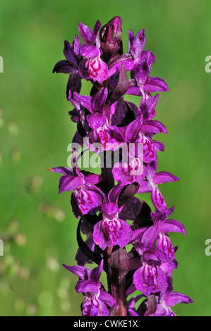 Broad-leaved Marsh Orchid (Dactylorhiza majalis subsp. alpestris) in flower, Pyrenees, France Stock Photo