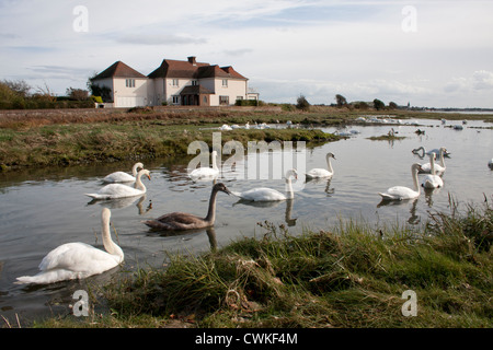 Swans on Pagham Nature Reserve, West Sussex Stock Photo
