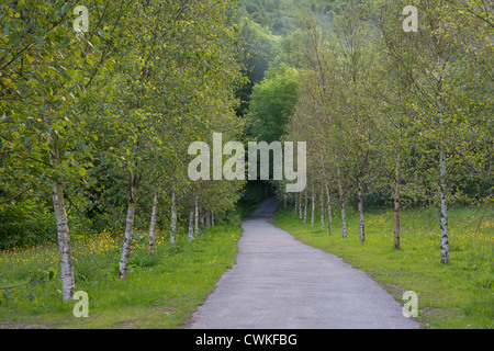 Cwmcarn Forest Drive, Forest of Larch, Nantcarn Valley, Caerphilly, South Wales Stock Photo
