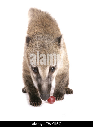 South American coati Nasua nasua Single juvenile in a studio Stock Photo