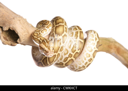 Albino Burmese Python Python molurus bivittatus Single adult on a branch in a studio Stock Photo