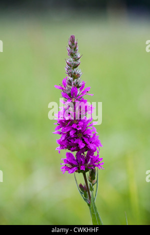 Lythrum salicaria. Purple loosestrife growing in a wildflower meadow. Stock Photo