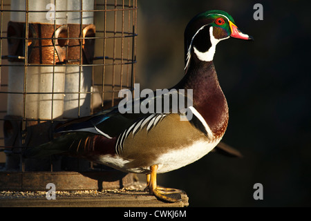 Canada, British Columbia, Westham Island, George C. Reifel Migratory Bird Sanctuary, Wood Duck drake (Aix sponsa) on feeder Stock Photo
