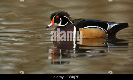 Canada, British Columbia, George C. Reifel Migratory Bird Sanctuary, Wood Duck (Aix sponsa) drake Stock Photo