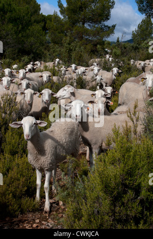 flock of sheep, Pinilla area, Molinicos, Albacete, Castilla la Mancha, Spain Stock Photo