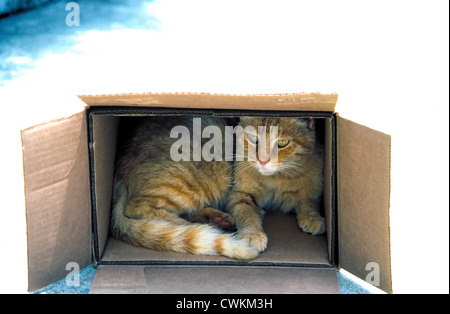 A domesticated house cat hides from the bright sunshine inside a cardboard box that was left outdoors to provide shelter for the pet. Stock Photo