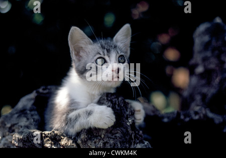 A cute and inquisitive kitten looks out from a hole in an old tree trunk. Stock Photo