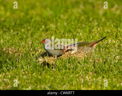 Red-browed Finch (Neochmia temporalis), New South Wales, Australia Stock Photo