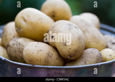 Solanum tuberosum variety 'Charlotte'. Bucket of freshly dug 'Charlotte' potatoes. Stock Photo