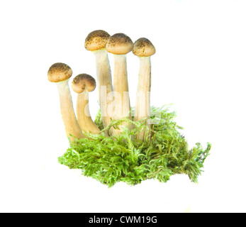 mushrooms isolated on white Stock Photo
