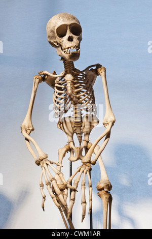 England, London, University College London, The Grant Museum of Zoology, Chimpanzee Skeleton Stock Photo