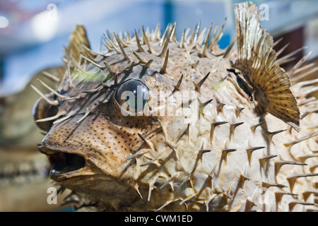 England, London, University College London, The Grant Museum of Zoology, Puffer Fish Stock Photo