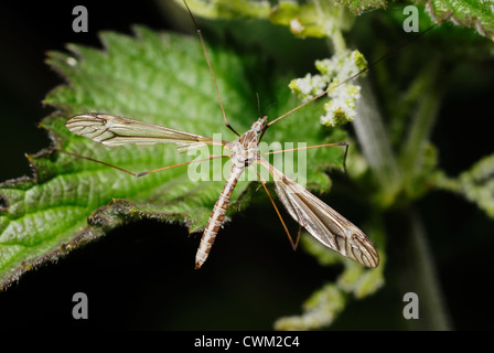 Tipula maxima, Crane Fly or Daddy Long Legs, Wales, UK. Stock Photo
