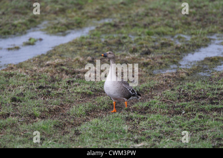 Tundra Bean Goose Anser fabalis Varanger, Norway Stock Photo