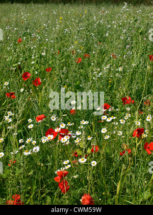 Field of wild flowers, UK Stock Photo