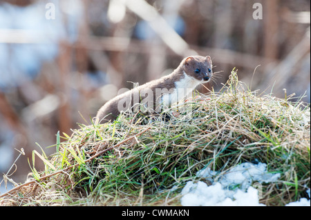 Weasel South Wales UK Stock Photo