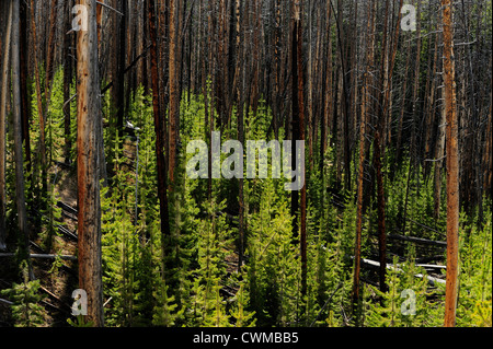 Regenerating forest near Virginia Cascades, Yellowstone National Park, Wyoming, USA Stock Photo