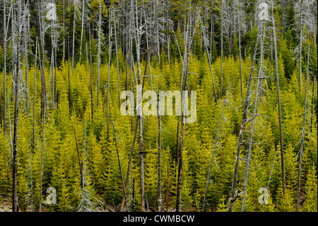 Regenerating forest near Virginia Cascades, Yellowstone National Park, Wyoming, USA Stock Photo