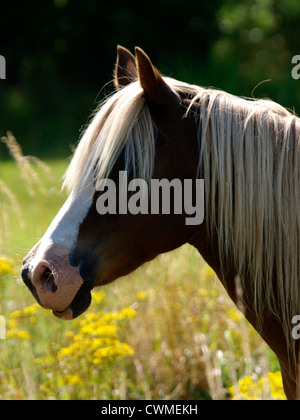 welsh pony - portrait Stock Photo - Alamy