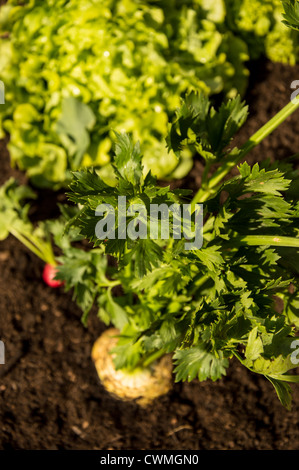 Fresh Celery macro view in the garden Stock Photo