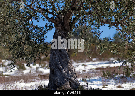 Olive tree in snowy landscape (Pelion Peninsular, Thessaly, Greece) Stock Photo