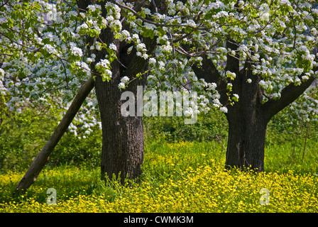 Blooming pear trees on flowering meadow (Pelion peninsular, Thessaly, Greece) Stock Photo