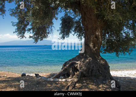 Olive tree on the beach (Pelion peninsular, Thessaly, Greece) Stock Photo