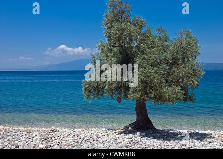 Olive tree on the beach (Pelion peninsular, Thessaly, Greece) Stock Photo