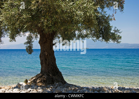 Olive tree on the beach (Pelion peninsular, Thessaly, Greece) Stock Photo