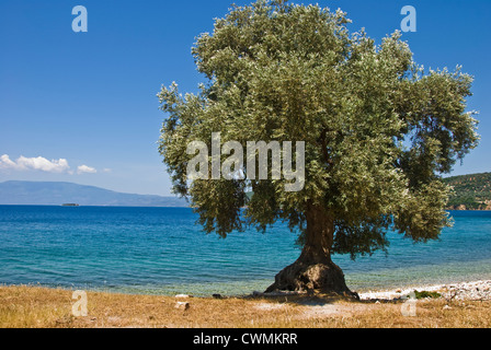 Olive tree on the beach (Pelion peninsular, Thessaly, Greece) Stock Photo