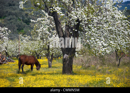 A horse grazing on a yellow-blossomed meadow beneath blossoming pear trees (Pelion peninsula, Thessaly, Greece) Stock Photo