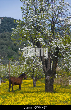 A horse standing on a yellow-blossomed meadow beneath blossoming pear trees (Pelion peninsula, Thessaly, Greece) Stock Photo