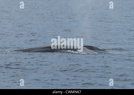 Fin Whale (Balaenoptera physalus), surfacing, near Pico, Azores, Atlantic Ocean. Stock Photo