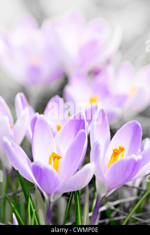 Closeup of beautiful purple crocus flowers blossoming Stock Photo