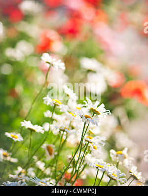 Colorful summer meadow with blooming daisies and poppies Stock Photo