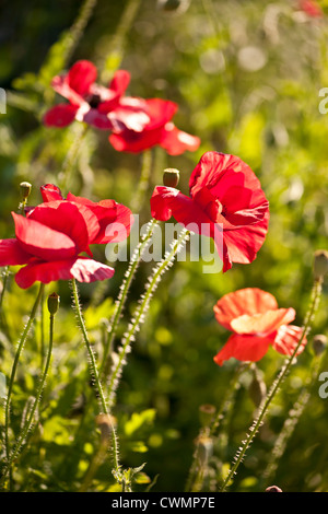 Red poppy flowers growing in sunny garden Stock Photo