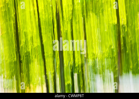Abstract background of green forest produced by in-camera motion blur Stock Photo
