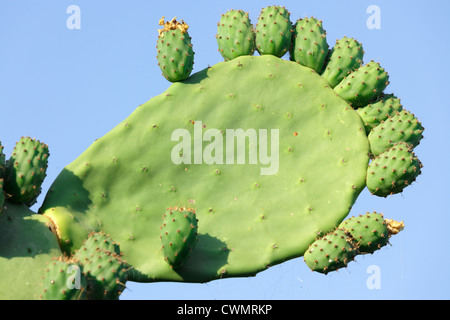 Ficus indica cactus plant with unripe fruits under blue sky Stock Photo