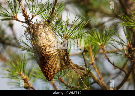 processionary caterpillar nest on pine tree Stock Photo