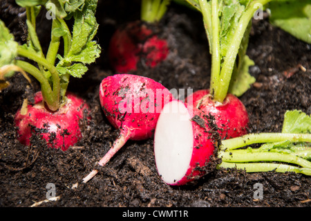 Radish plants in the garden Stock Photo