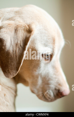 USA, Utah, Salt Lake, Portrait of dog Stock Photo