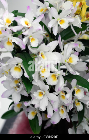 Dendrobium nobile white orchid hybrid tropical exotic close-up flora flower bloom blossom tender Color colour Stock Photo