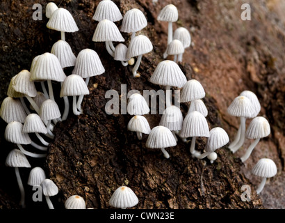 Tiny white mushrooms growing on a tree trunk in the forest, selective ...