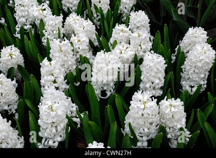 hyacinth hyacinthus orientalis aiolos white spring bulb flower flowering bed Stock Photo