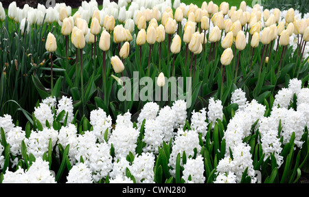 hyacinth hyacinthus orientalis aiolos tulipa tulip vanilla cream white pale yellow cream mix mixed flower bed spring bulbs Stock Photo