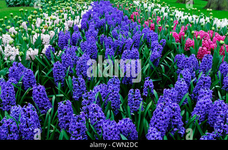 hyacinth hyacinthus orientalis blue jacket flower flowers blooms blossoms bed beds border spring bulb display displays Stock Photo
