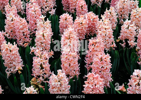 hyacinth hyacinthus orientalis gypsy queen pale orange pastel flower flowers blooms blossoms bed beds border spring bulb display Stock Photo